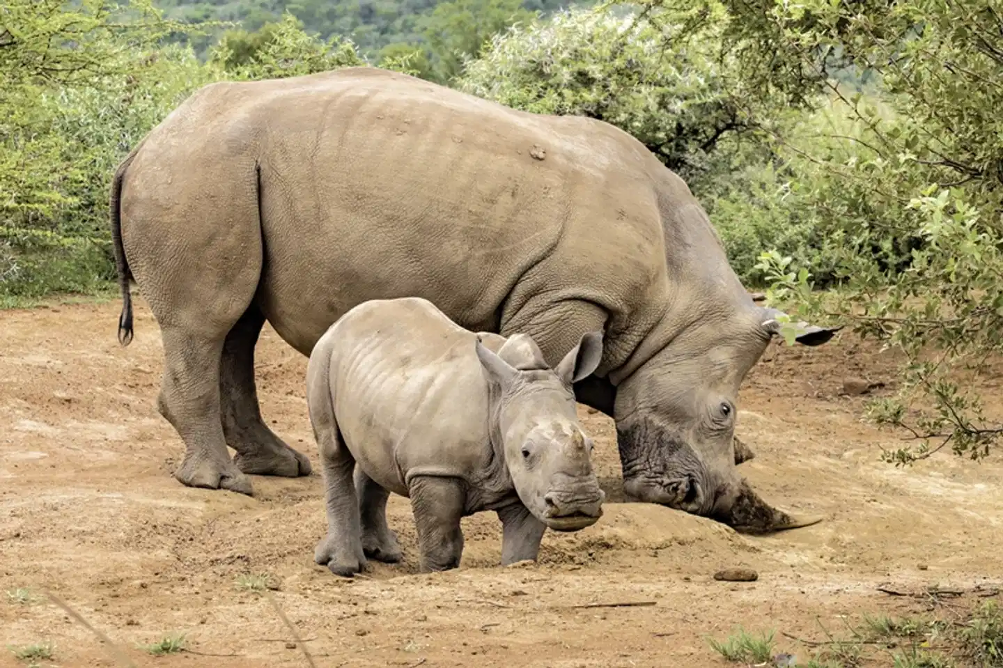 Best of South Africa von Johannesburg nach Kapstadt Tiere