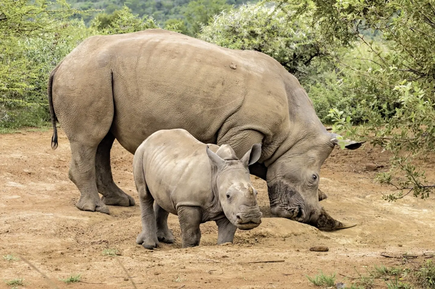 Best of South Africa von Johannesburg nach Kapstadt Tiere
