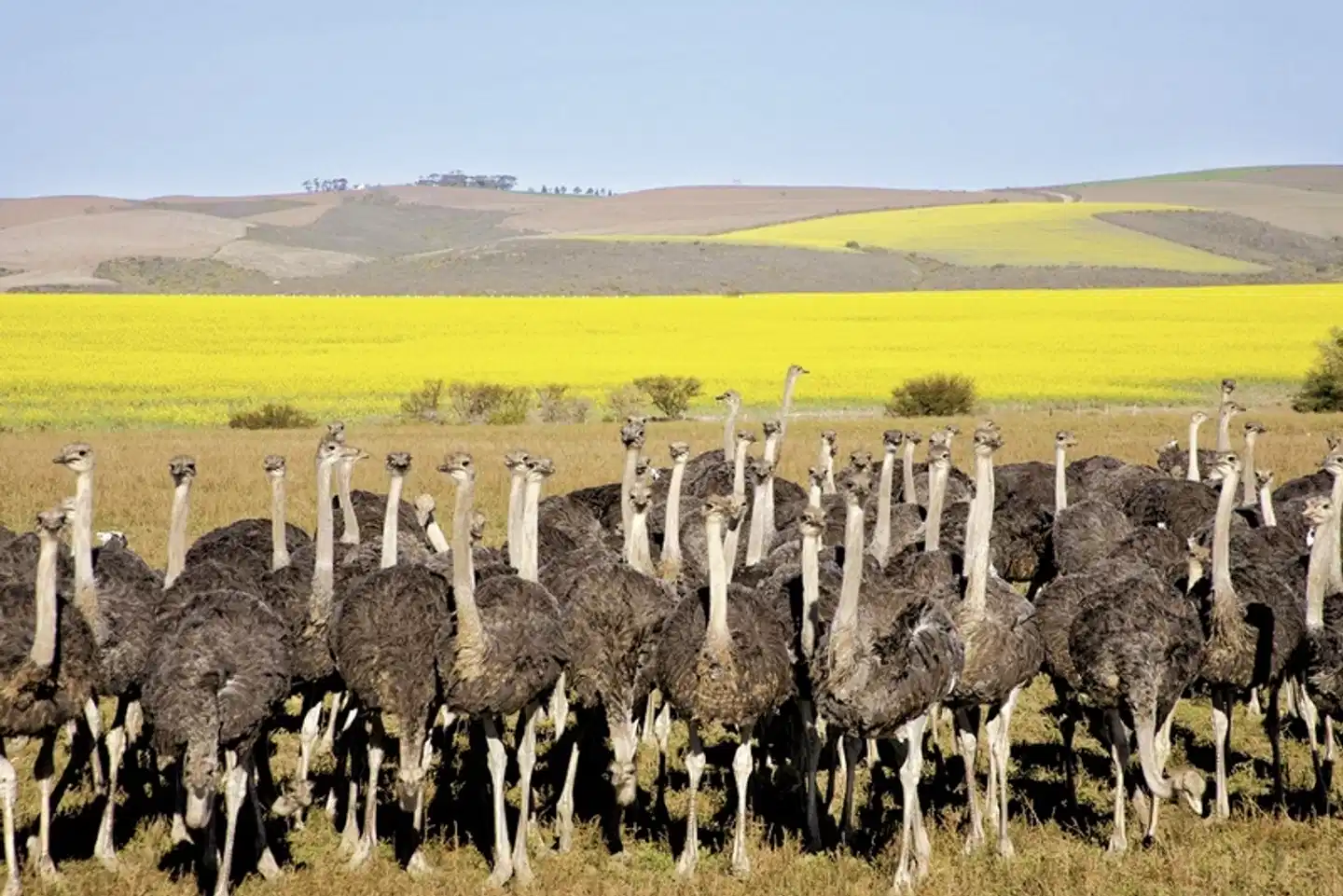 Klassisches Südafrika (ab Kapstadt/bis Johannesburg) Landschaft