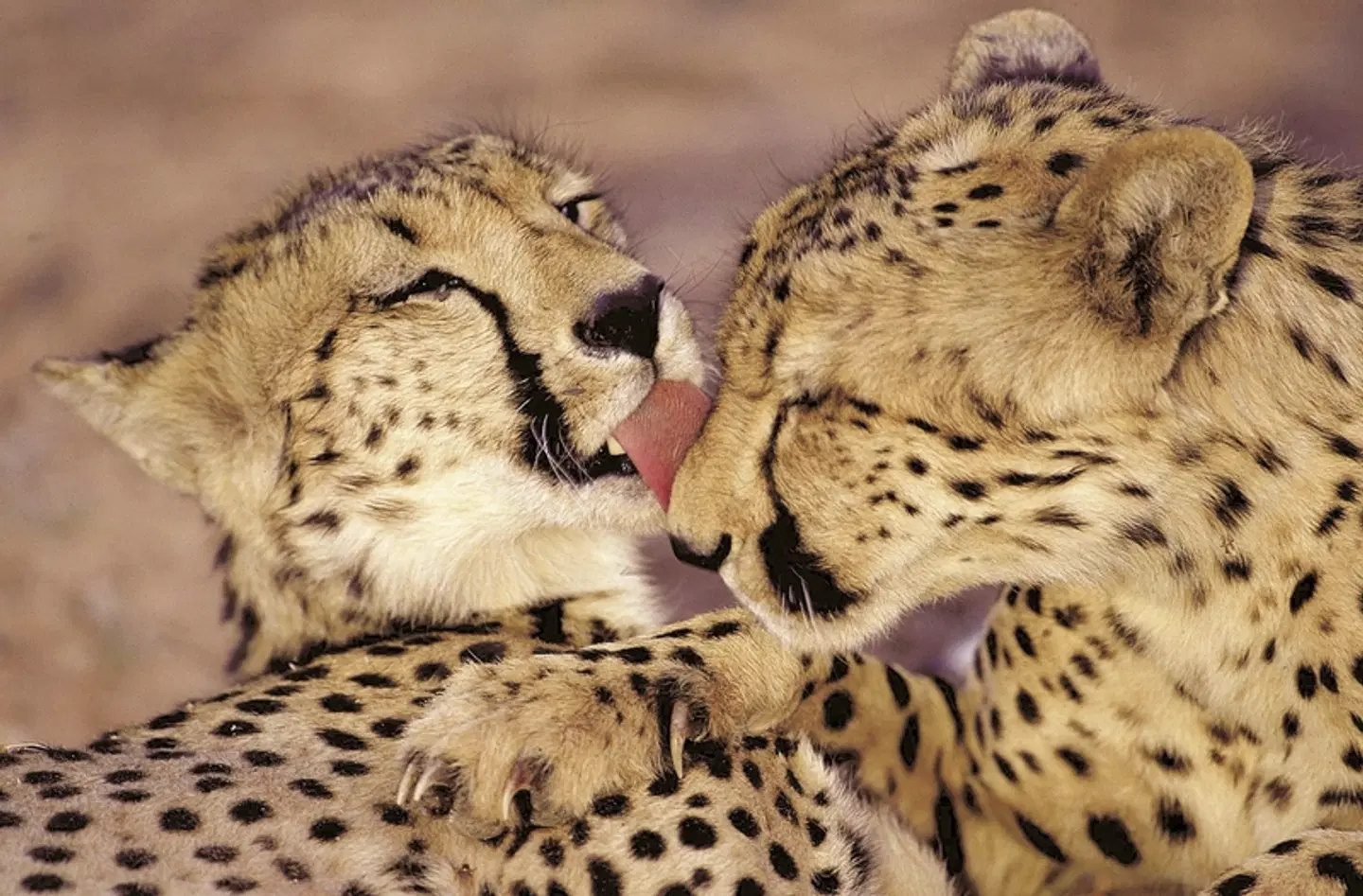 Höhepunkte Mpumalangas Tiere