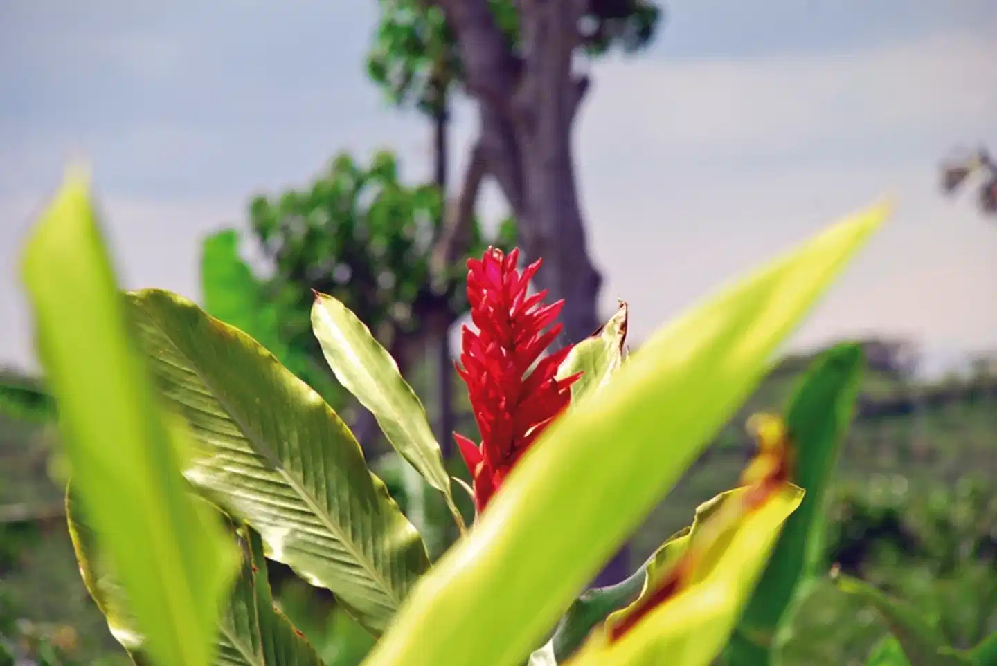 Grünes Paradies Tiere