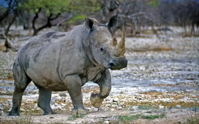 Drifters - Botswana Explorer 17 Nächte ab/bis Johannesburg Tiere