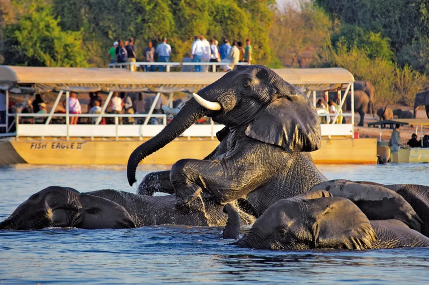 Chobe Safari Lodges Tiere