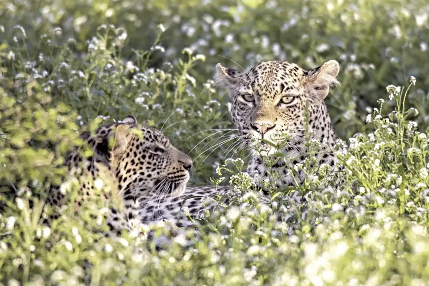 Best of South Africa von Johannesburg nach Kapstadt Tiere