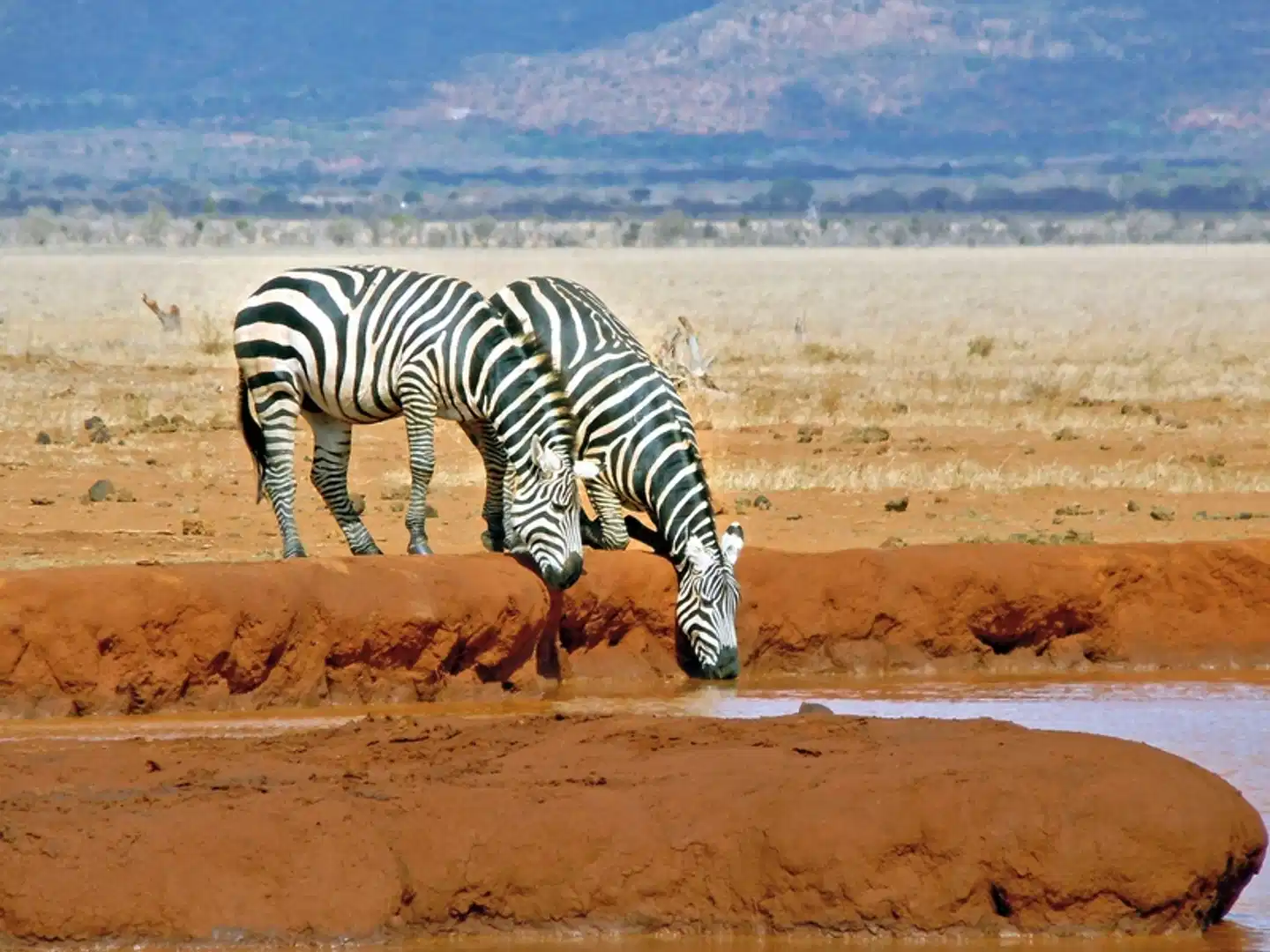 Tsavo & Amboseli Tiere