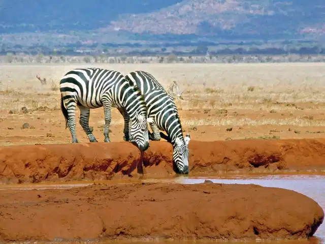 Tsavo & Amboseli Tiere