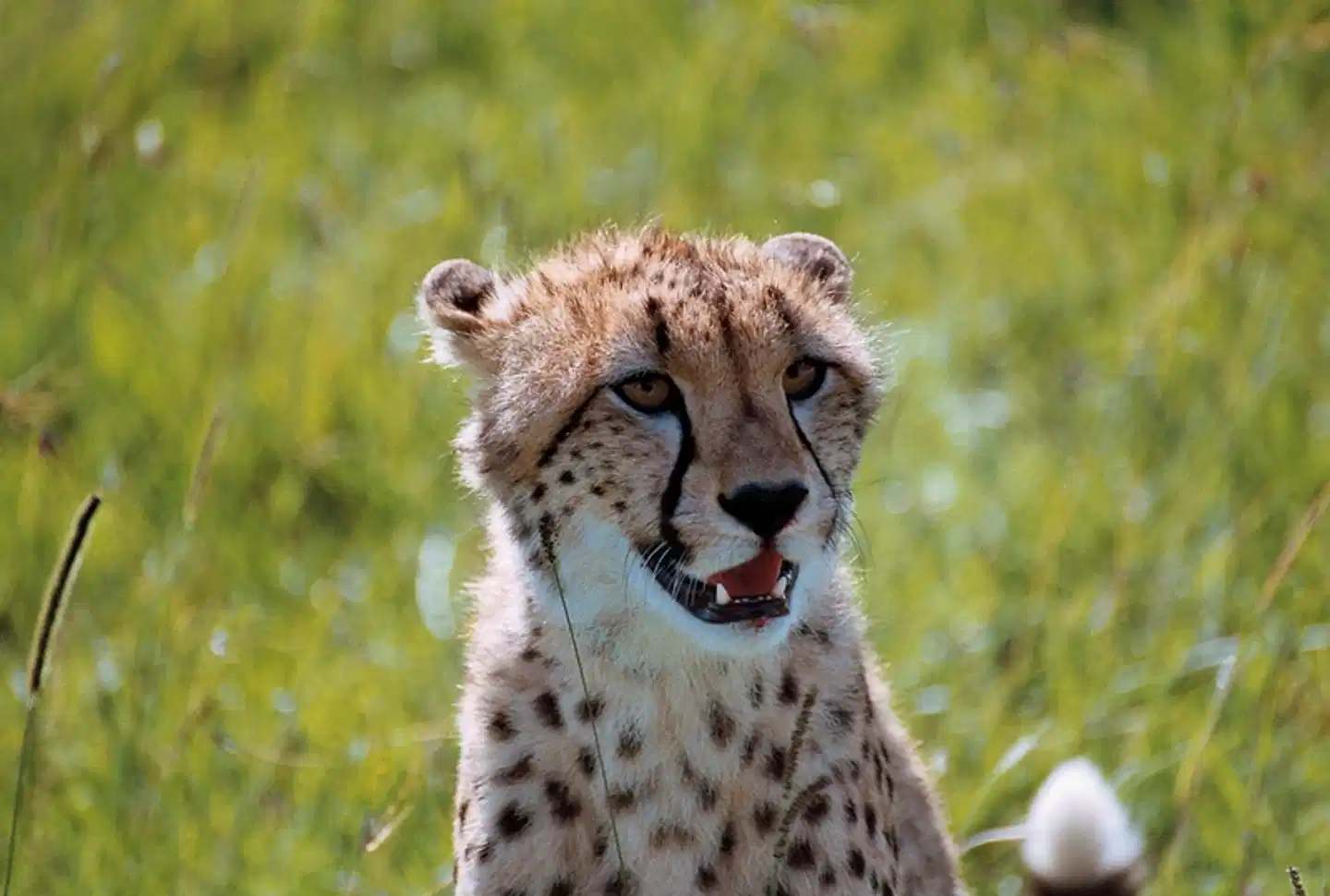Karibu Kenia (Privatreise) Tiere