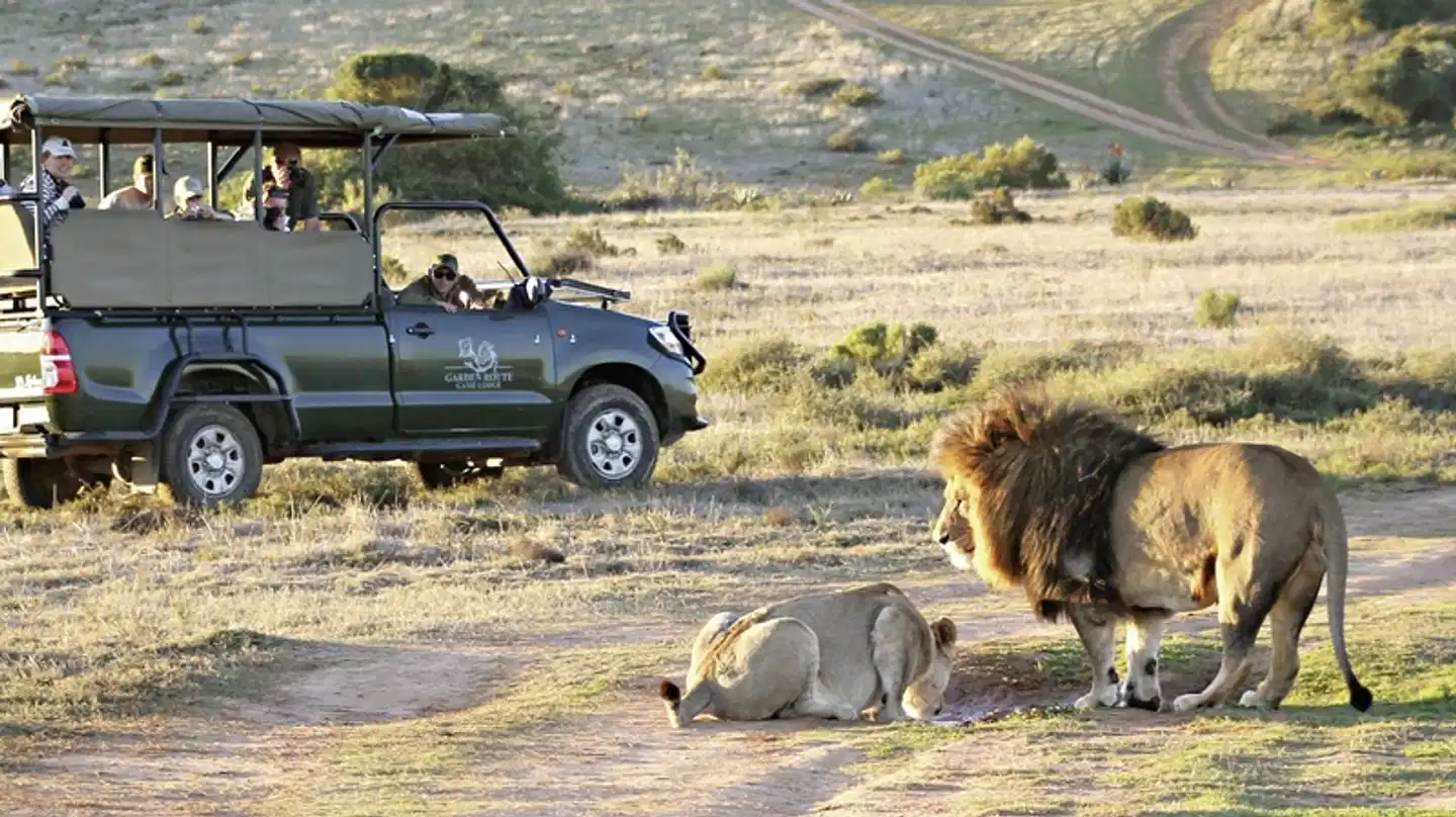 Go4South Africa - Erlebnisreise für die ganze Familie Tiere
