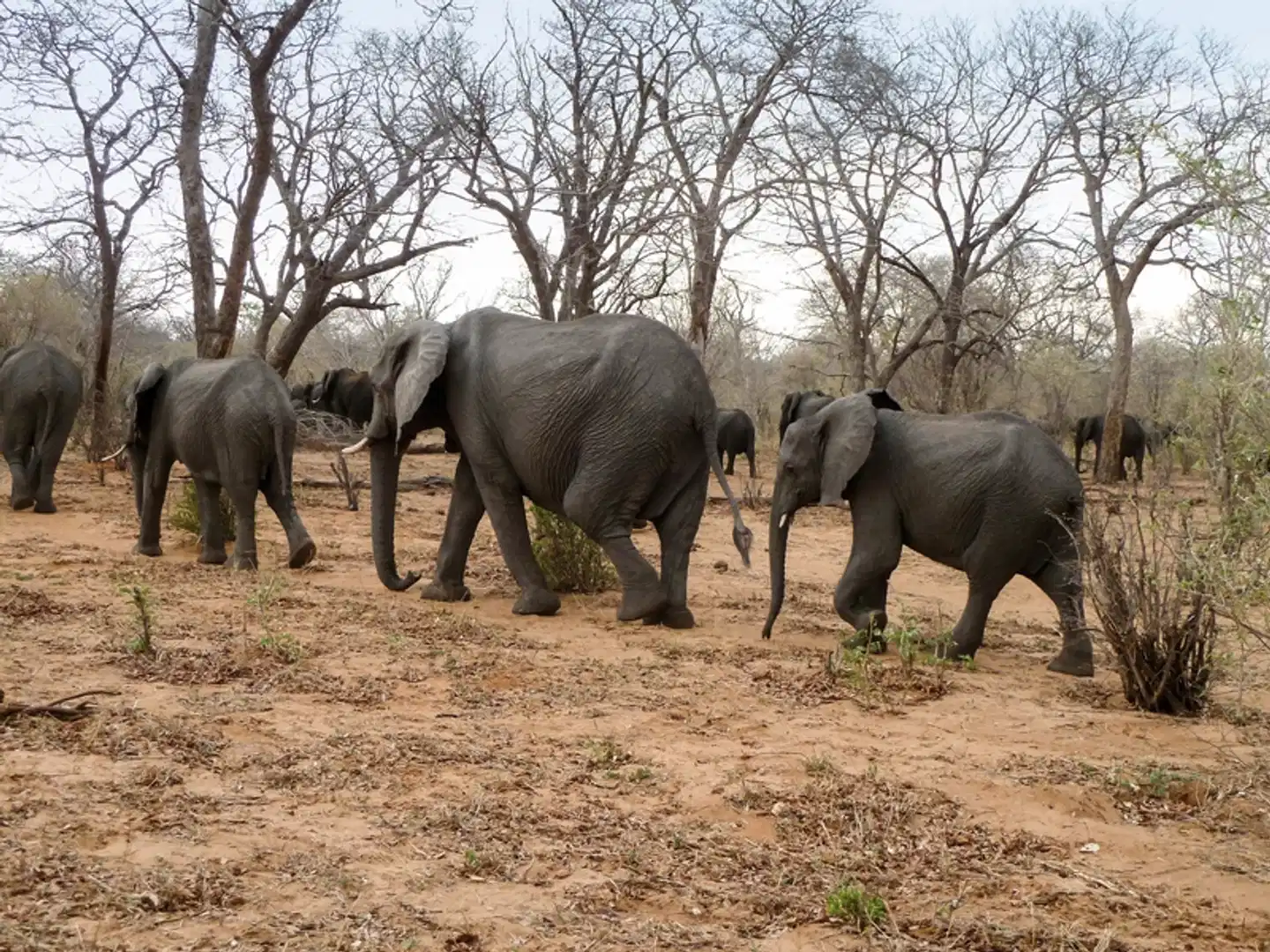 Viktoria Fälle & Safari Abenteuer ab/bis Victoria Falls Tiere