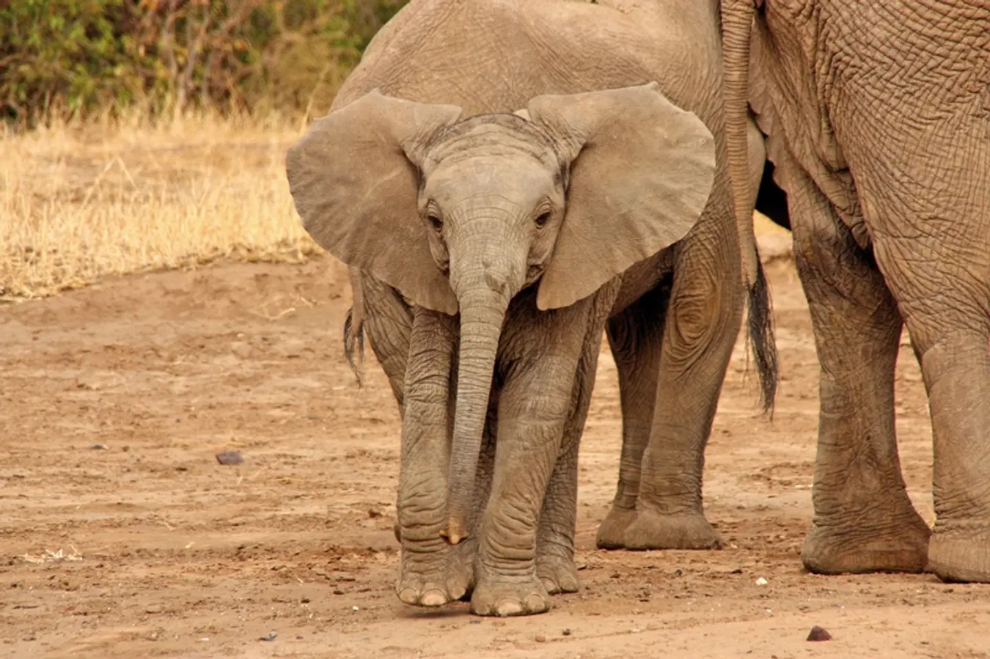 Viktoria Fälle & Safari Abenteuer ab/bis Victoria Falls Tiere