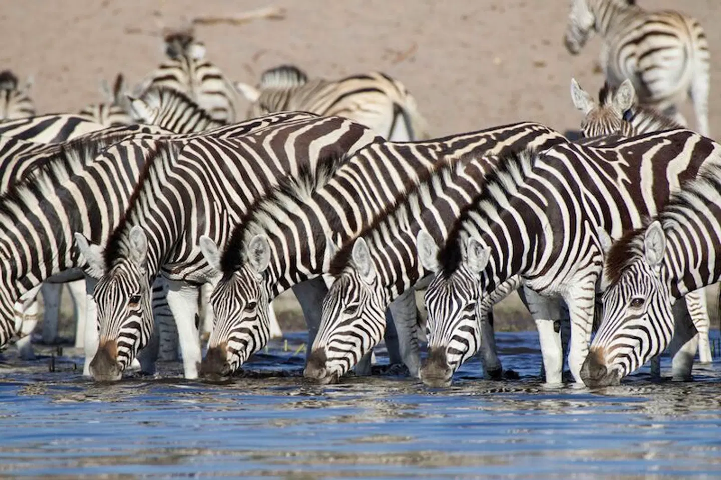 Safariromantik - Botswana und Victoria Falls Tiere
