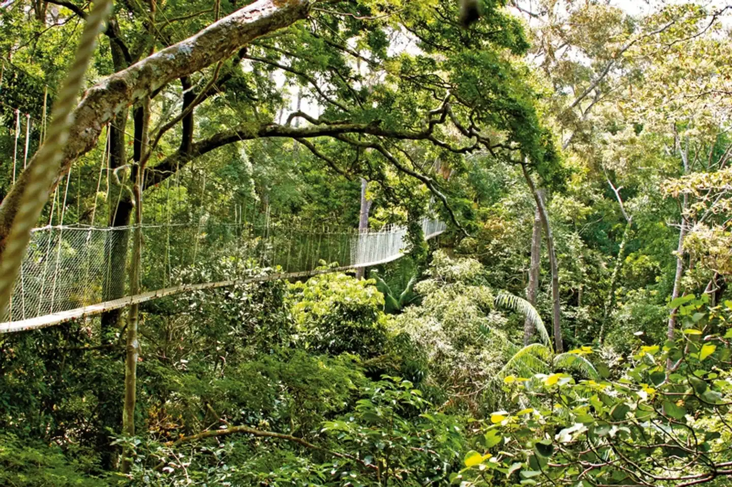 Taman Negara (3 Nächte) Landschaft