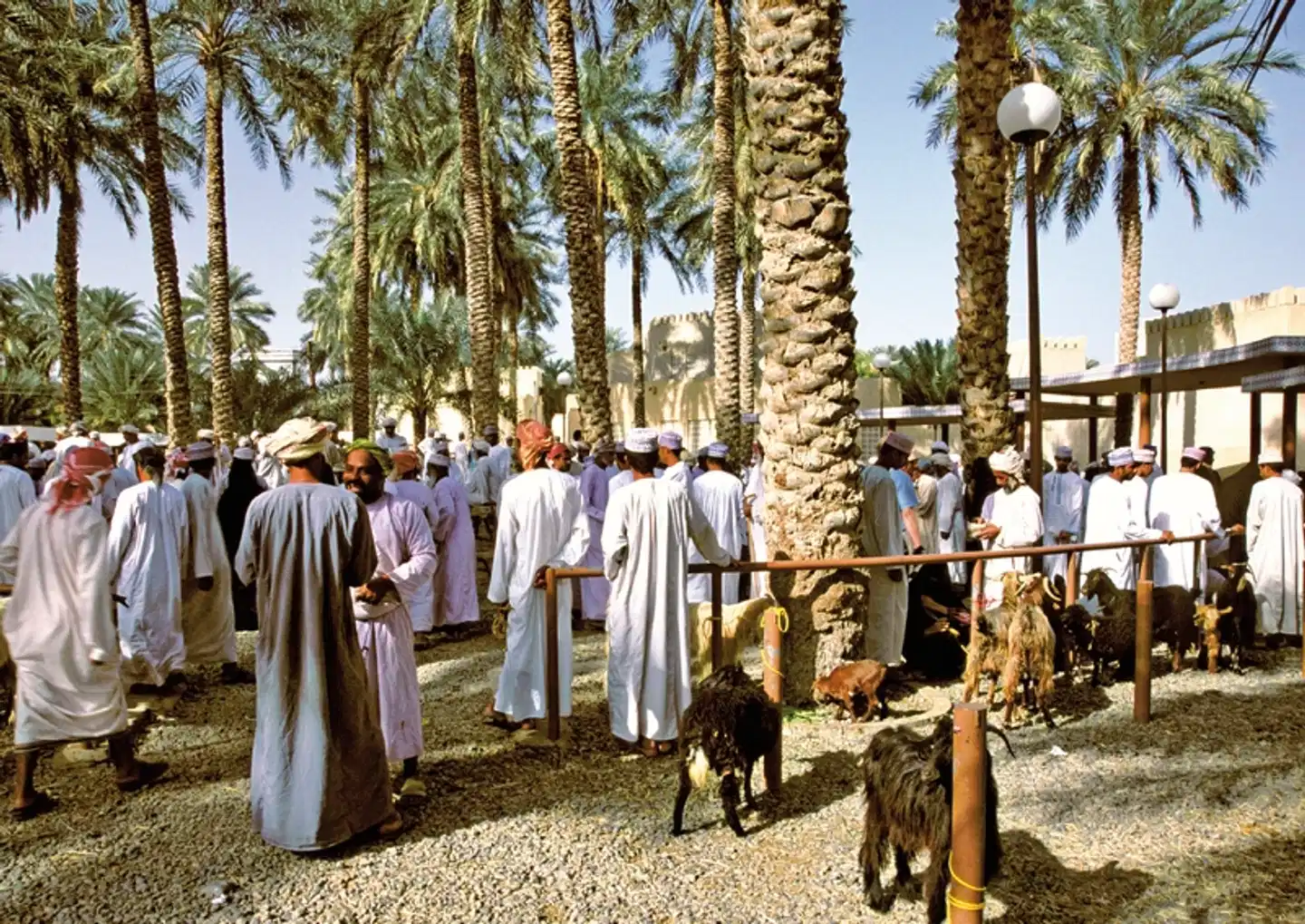 Kontrastreicher Oman Tiere