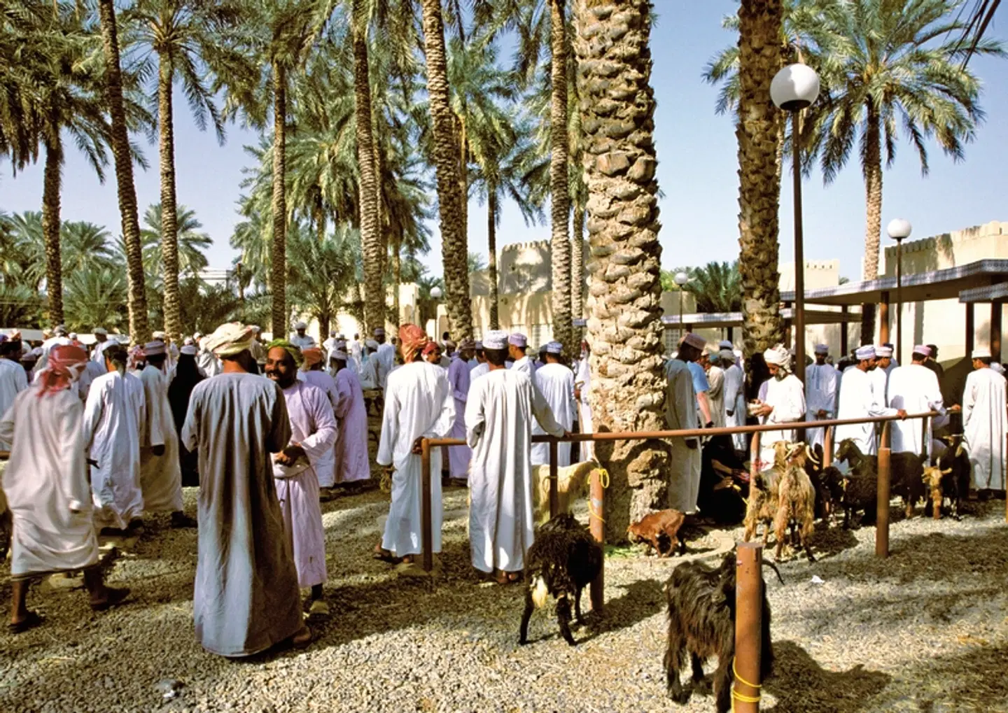 Oman entdecken mit Chauffeur Tiere