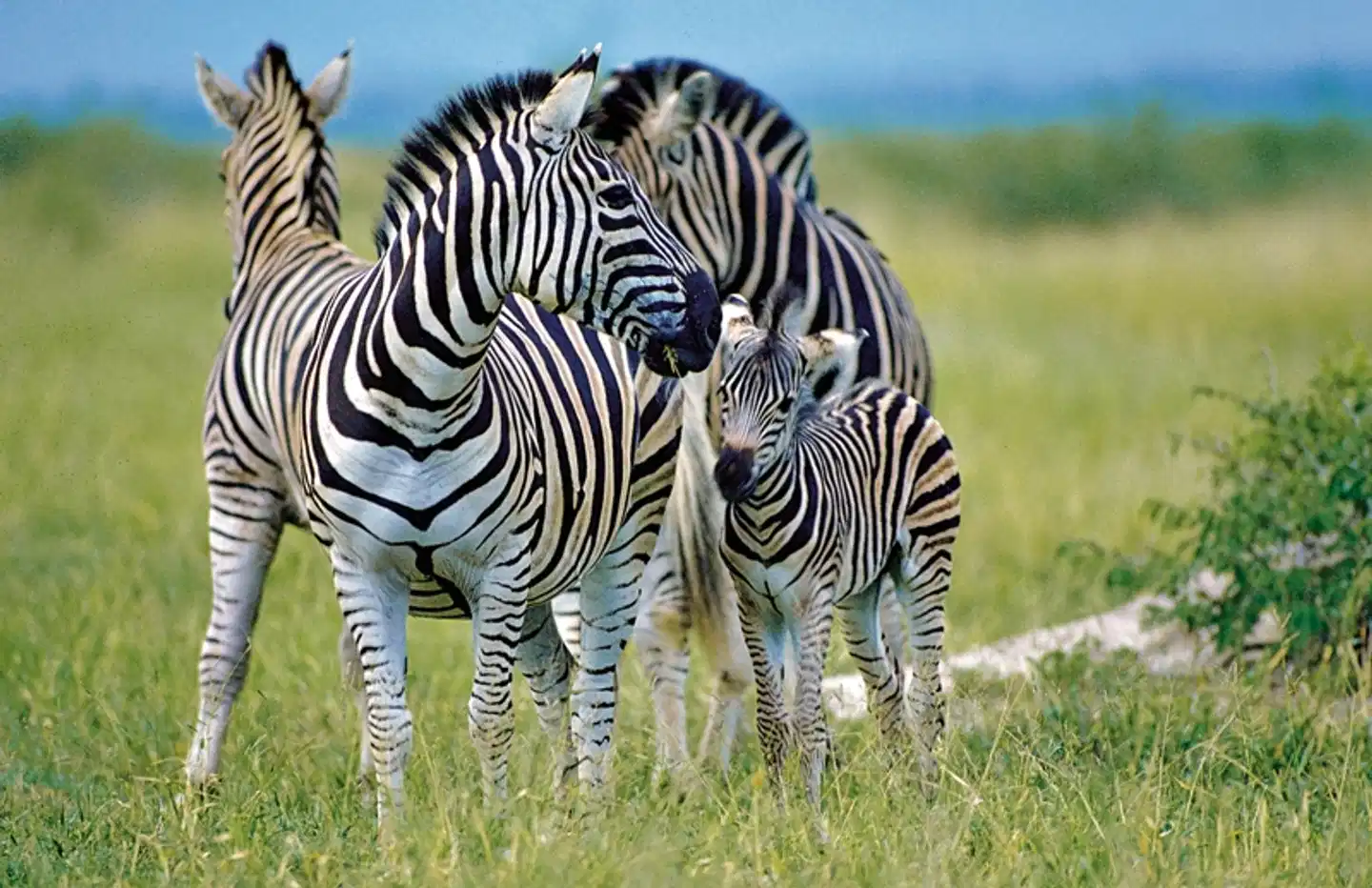Südafrika zum Verweilen (Kapstadt-Johannesburg) Tiere