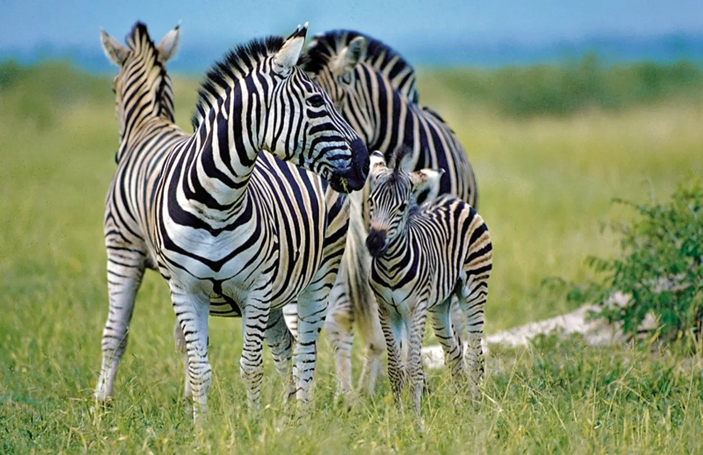 Südafrika zum Verweilen (Kapstadt-Johannesburg) Tiere