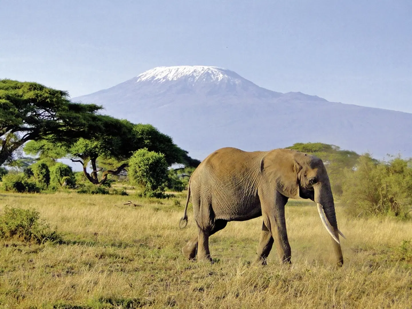 Tsavo & Amboseli Tiere