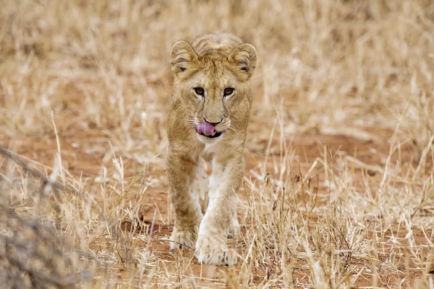 Abenteuer Tansania (Privatreise) Tiere