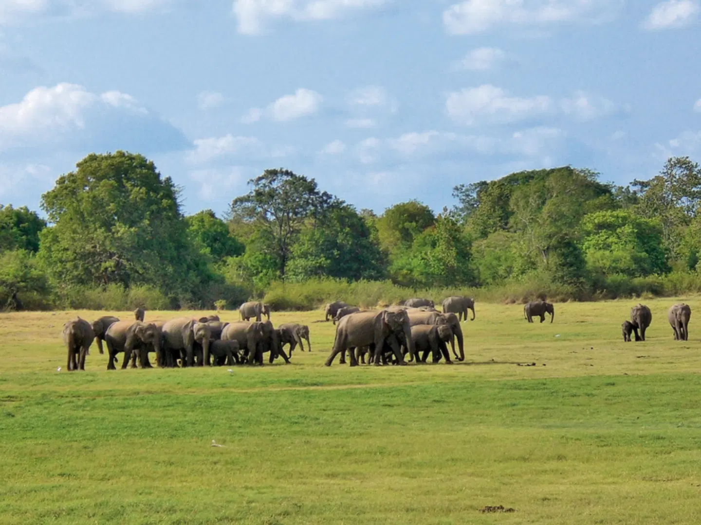 Wildlife Safari Tiere
