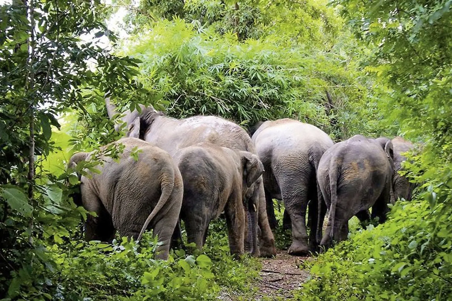 Nord-Thailand mit Goldenem Dreieck (Privatreise) Tiere