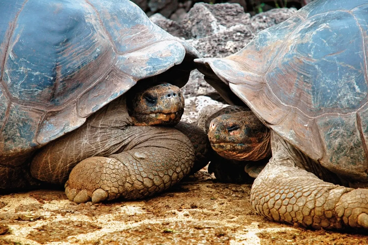 Ausflüge rund um Santa Cruz 3 Nächte Tiere