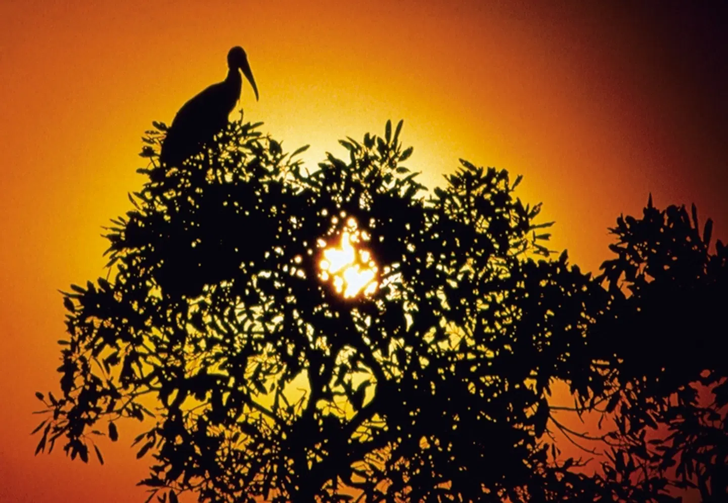 Unberührte Natur - Pantanal Araras Eco Lodge Tiere