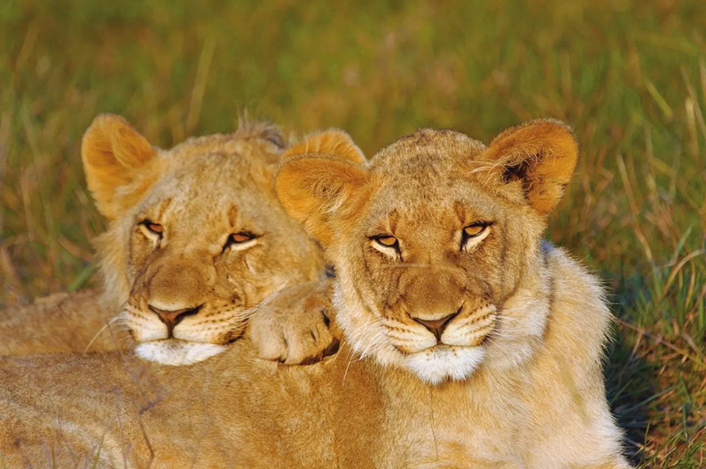 Gartenroute zum Verweilen (Gqeberha (Port Elizabeth) - Kapstadt) Tiere