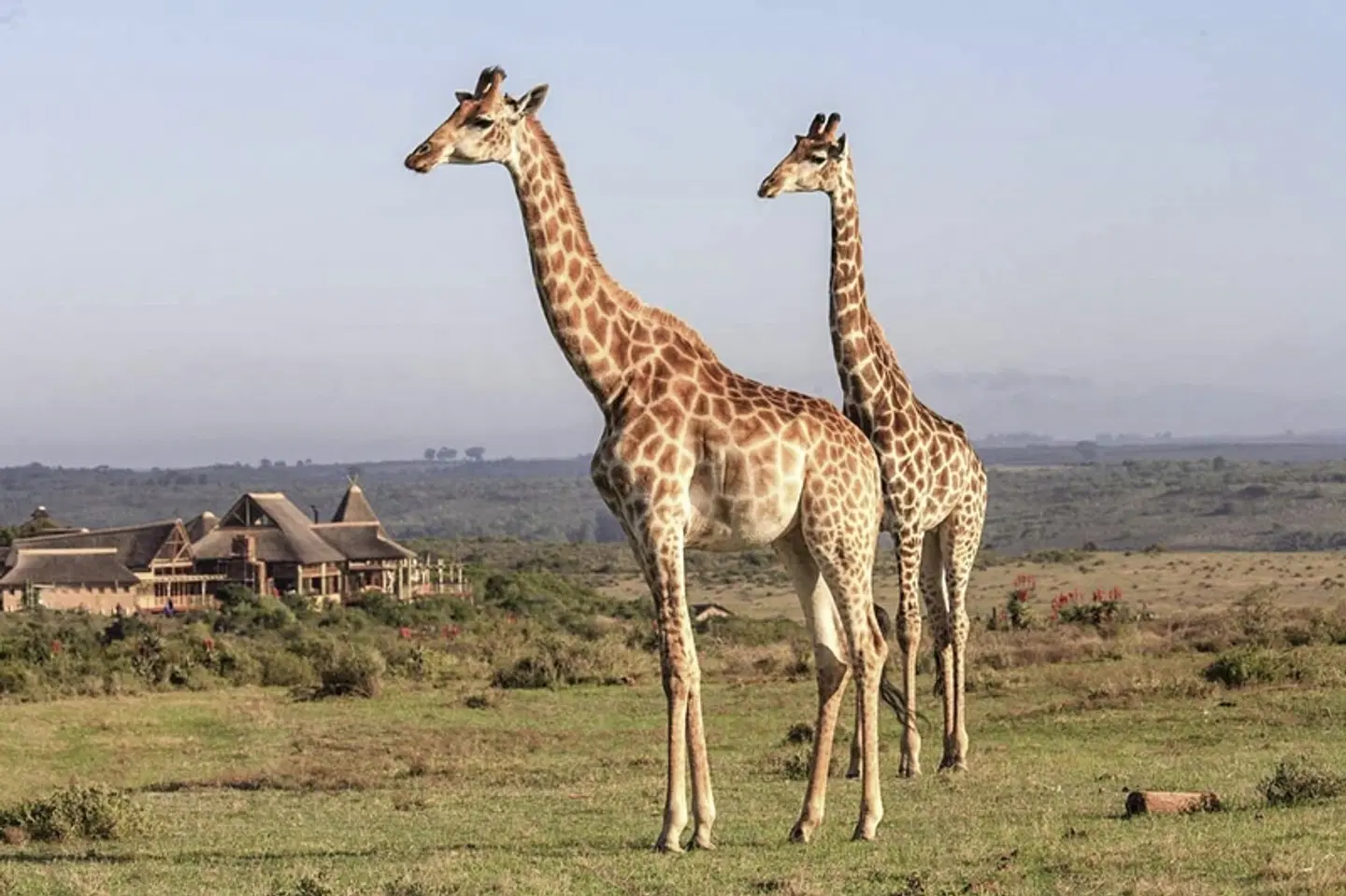 Go4South Africa - Erlebnisreise für die ganze Familie Tiere
