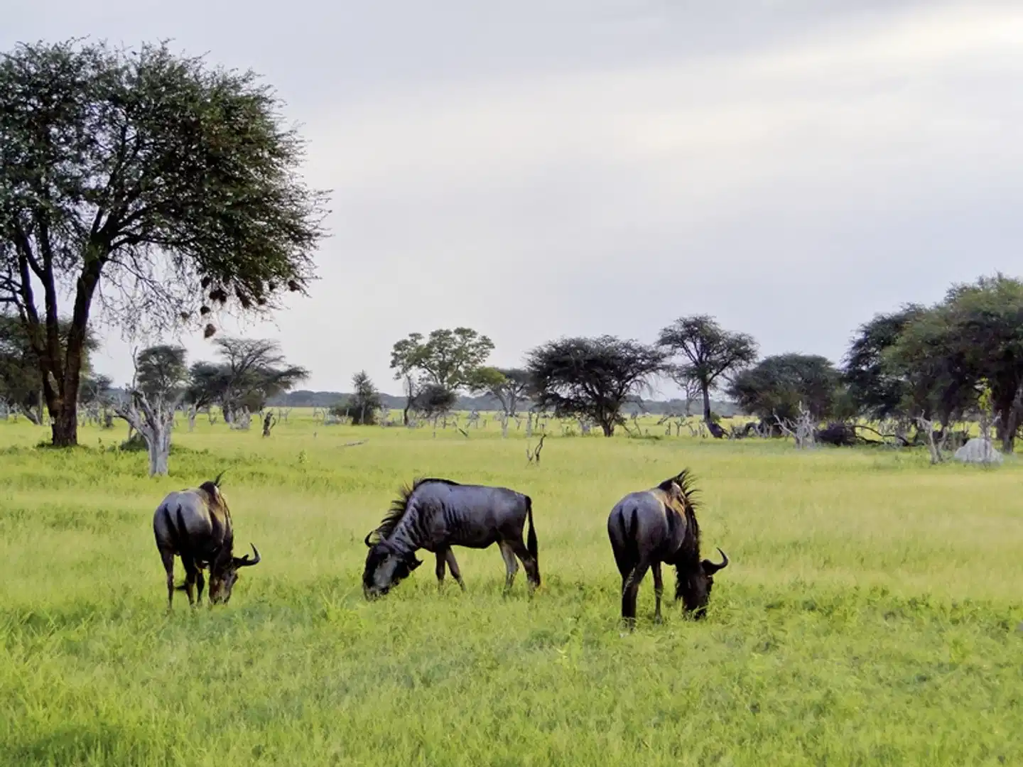 Viktoria Fälle & Safari Abenteuer ab/bis Victoria Falls Tiere