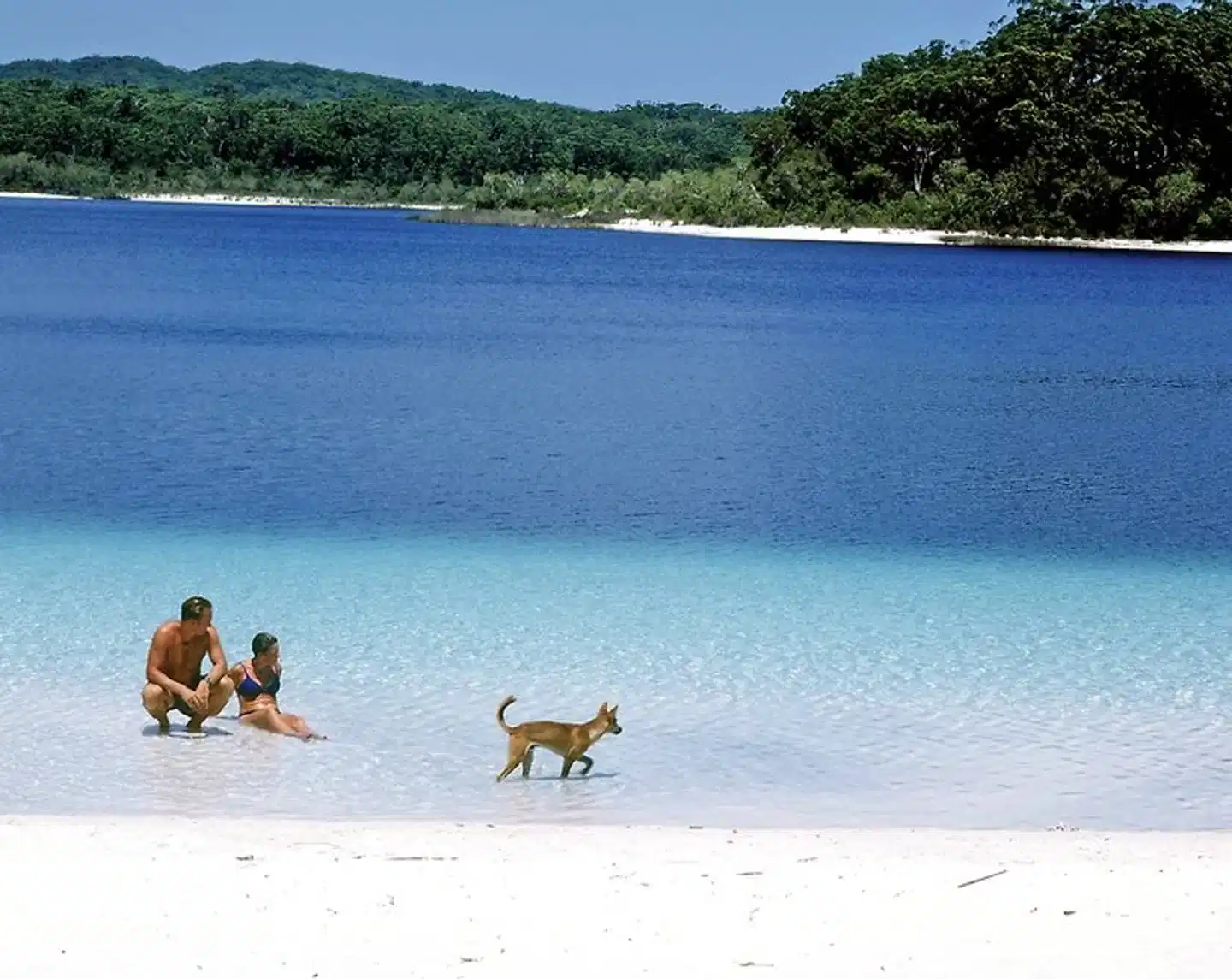 K'gari Island Safari Strand