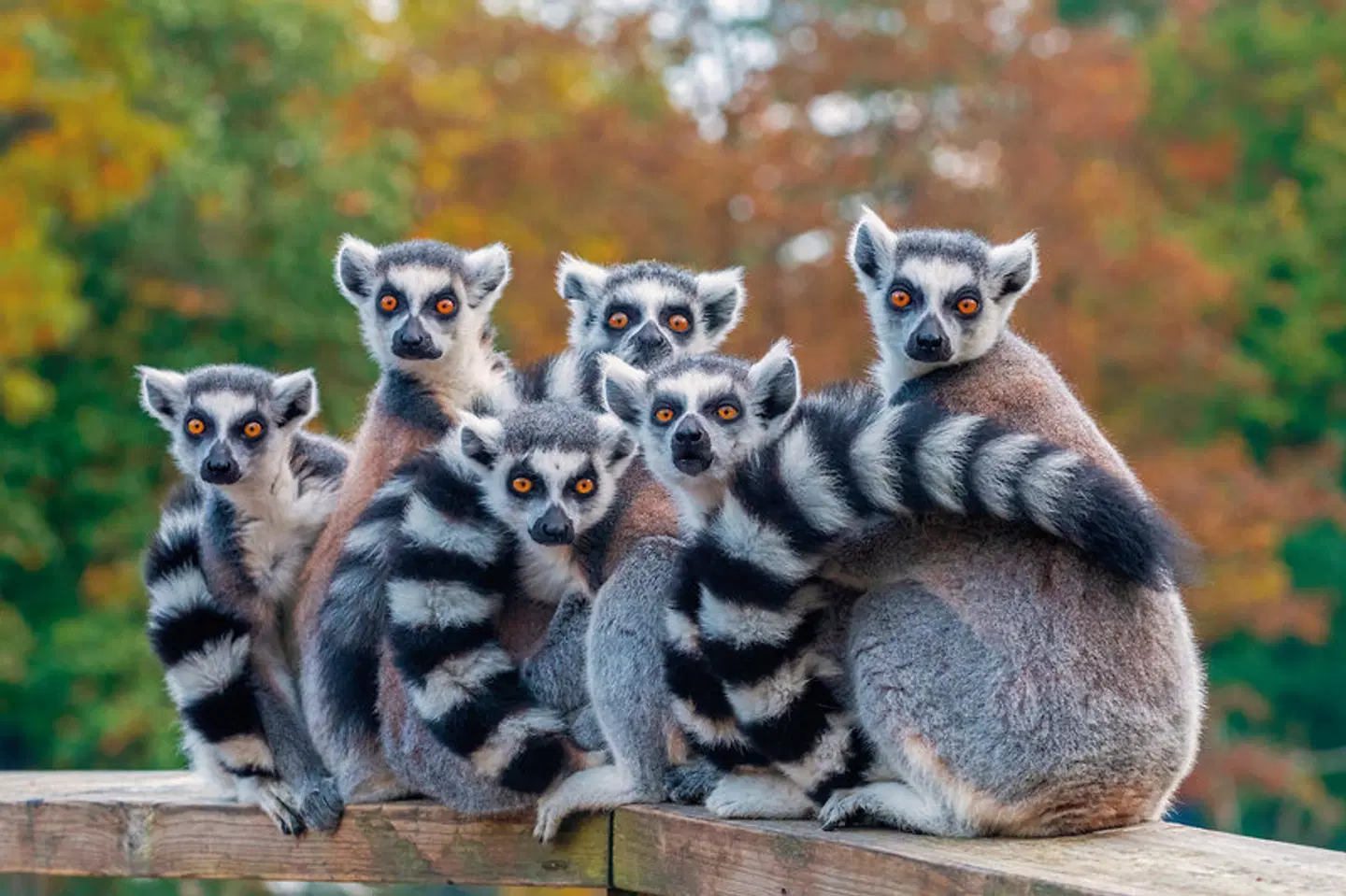 Höhepunkte Madagaskars Tiere