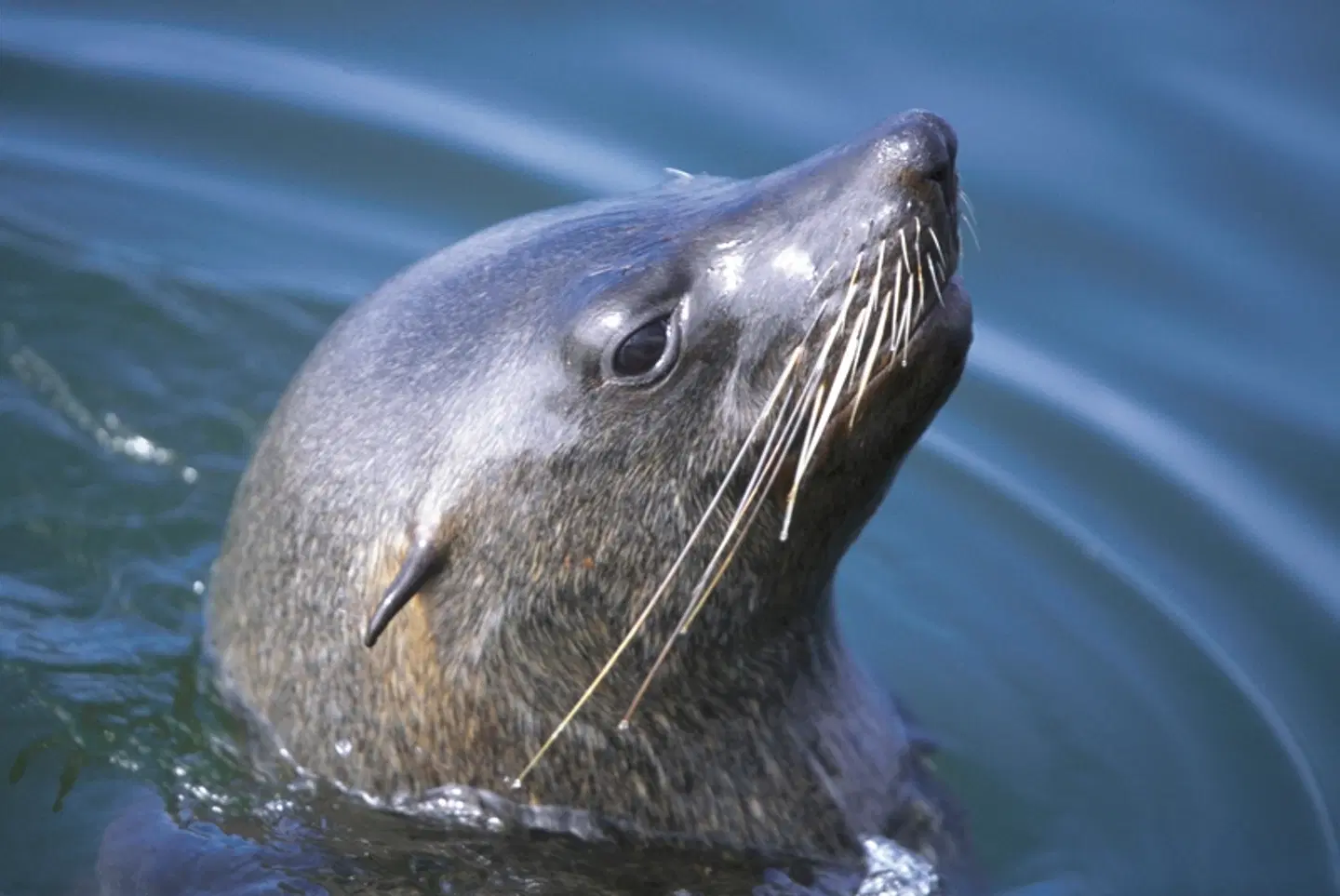 Namibia Kaleidoskop Standard Tiere