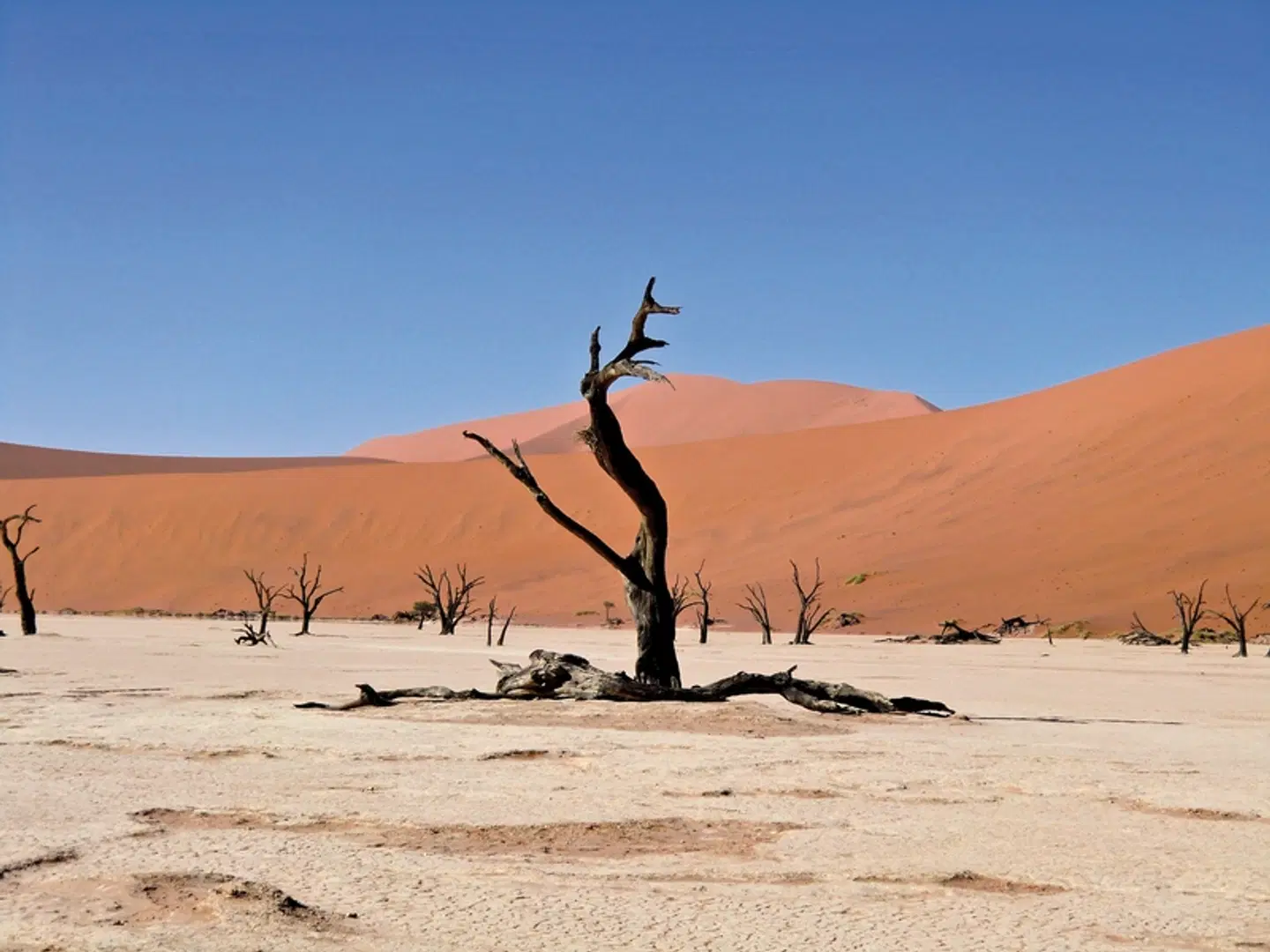 Namibia Classic für Selbstfahrer Tiere