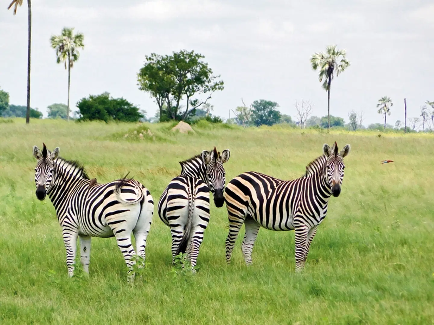 Viktoria Fälle & Safari Abenteuer ab/bis Victoria Falls Tiere