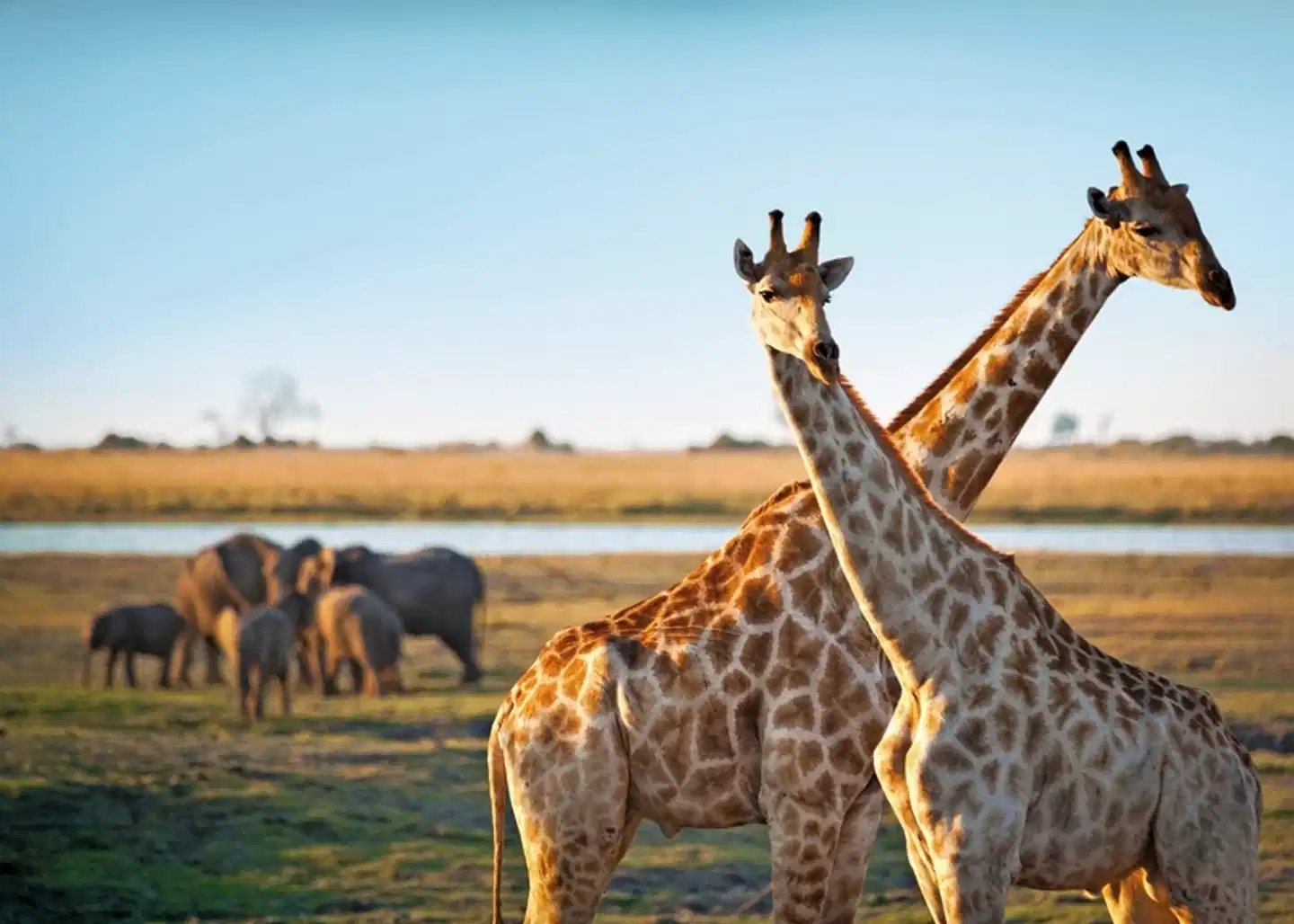 Abenteuer Namibia Tiere