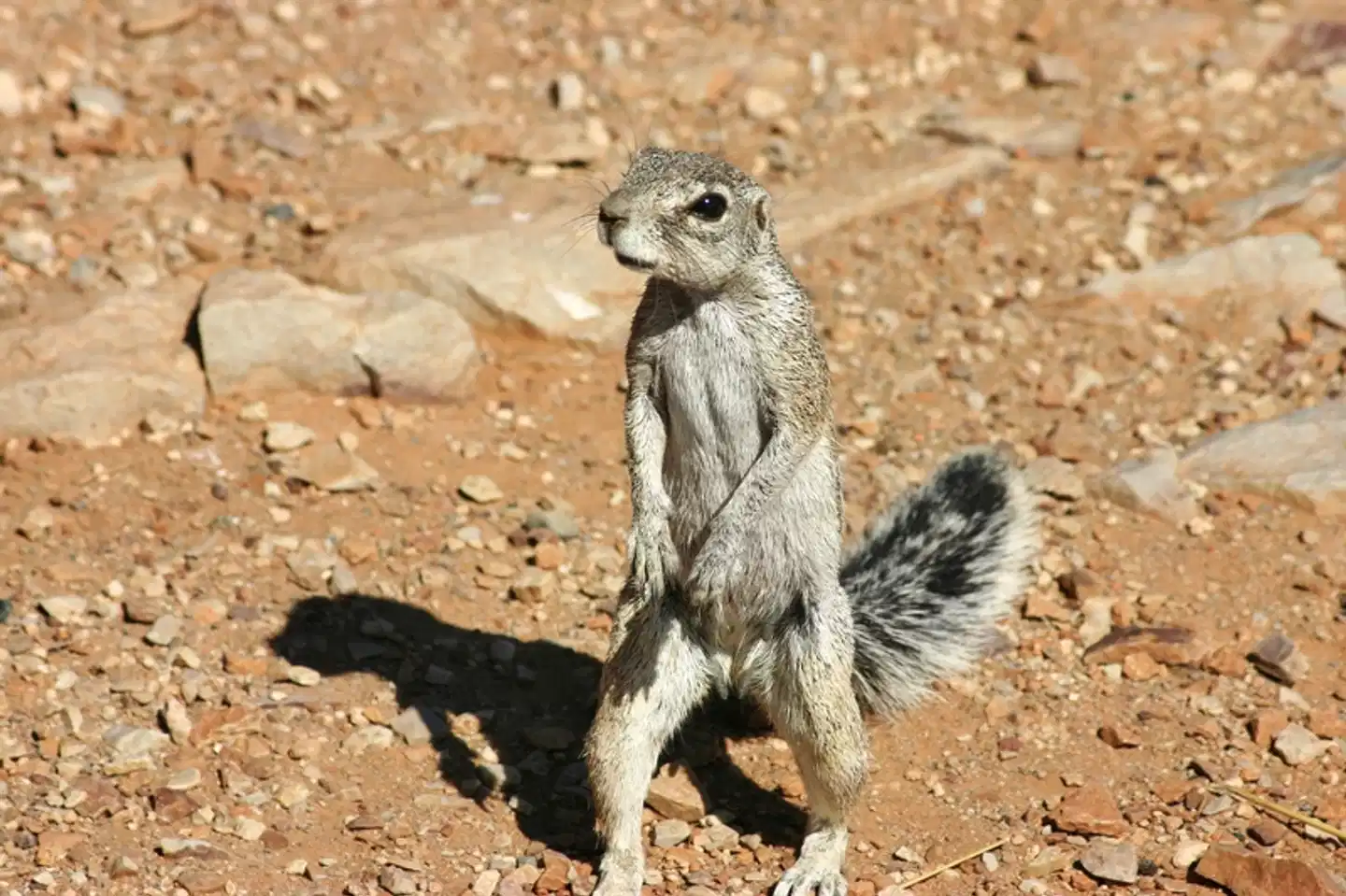 Abenteuer Namibia Tiere