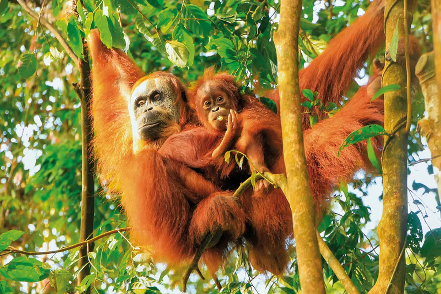 Höhepunkte Indonesiens - Sumatra und Java entdecken (Gruppenreise) Tiere