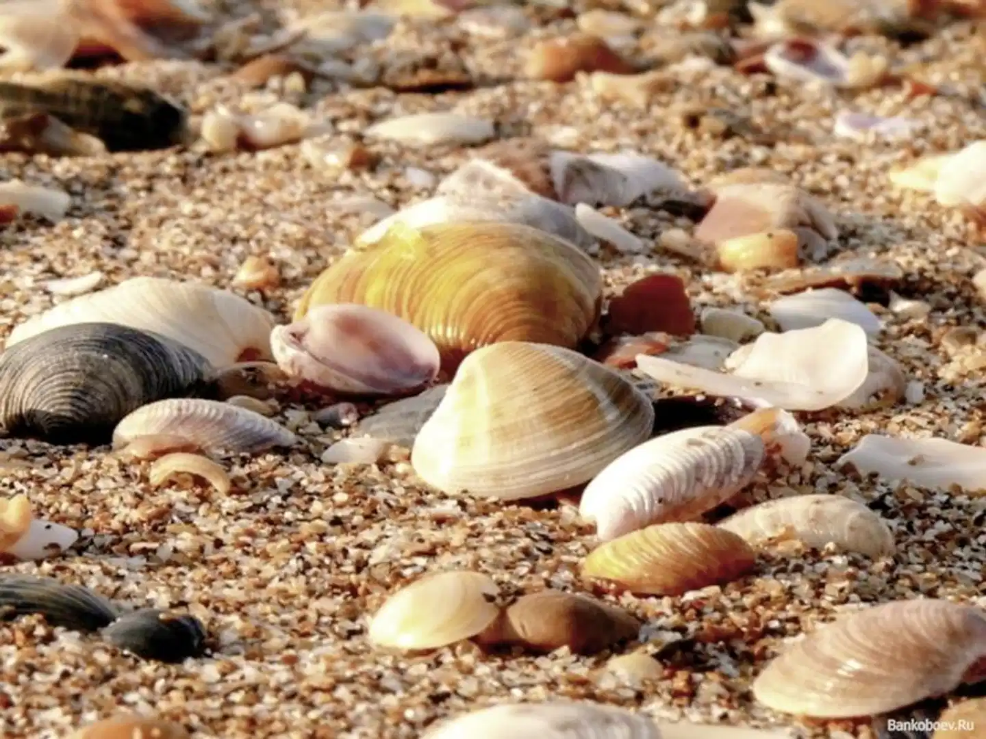 Farbenpracht des Indian Summer (ab Boston/bis New York) Tiere