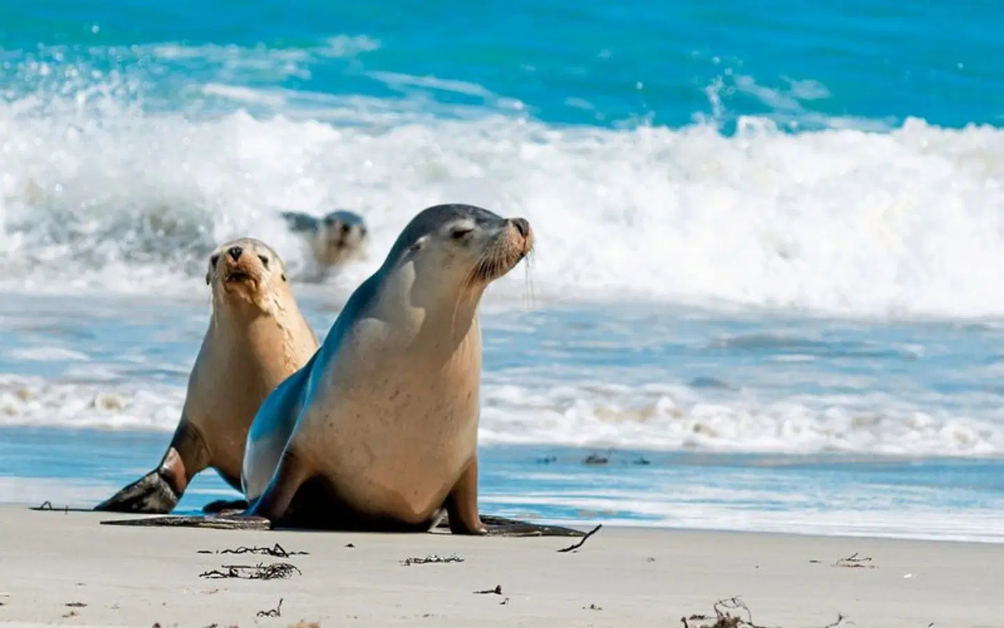 Naturwunder Kangaroo Island Tiere