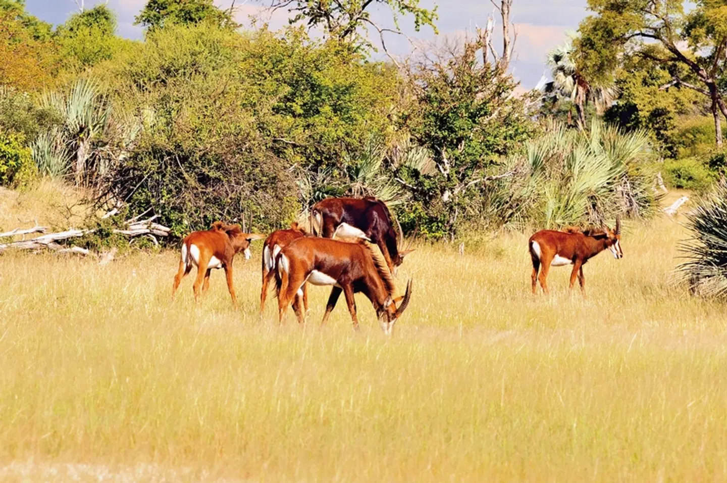 Namibias Höhepunkte & Viktoria Wasserfälle Tiere