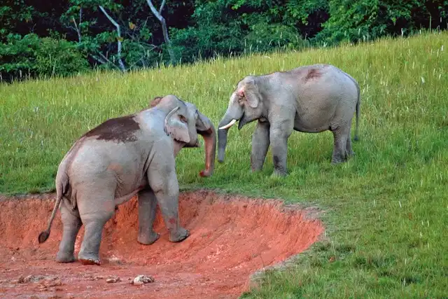 Höhepunkte Thailands Tiere