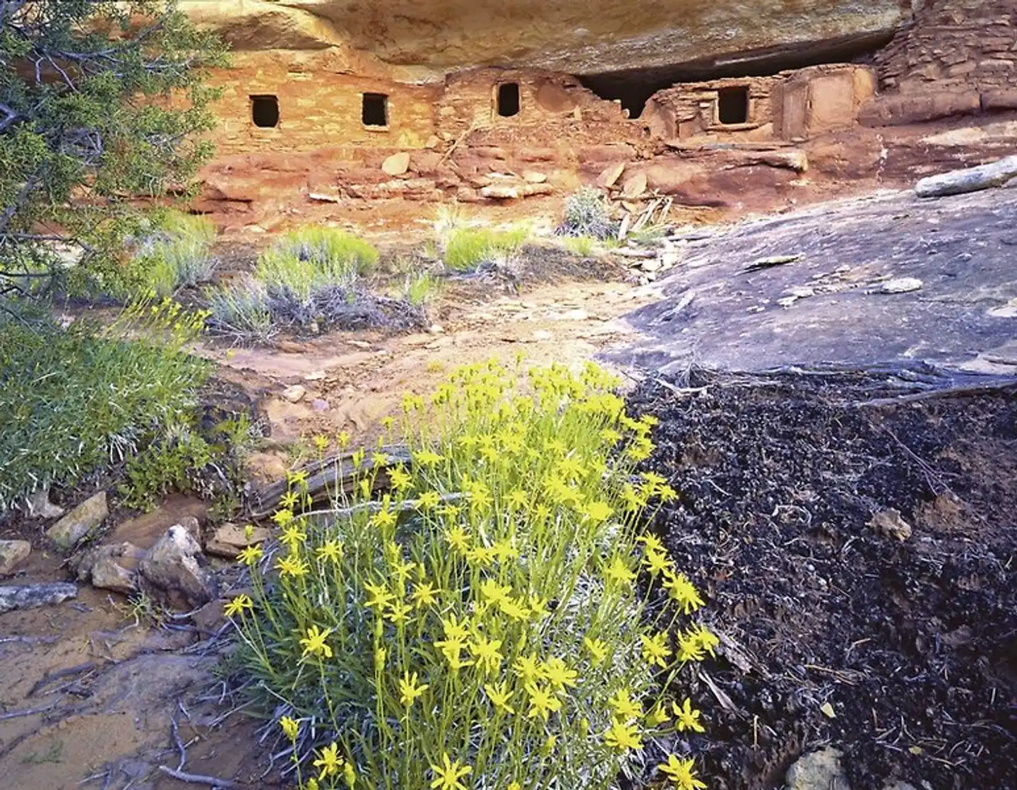 Southwest Explorer Strand