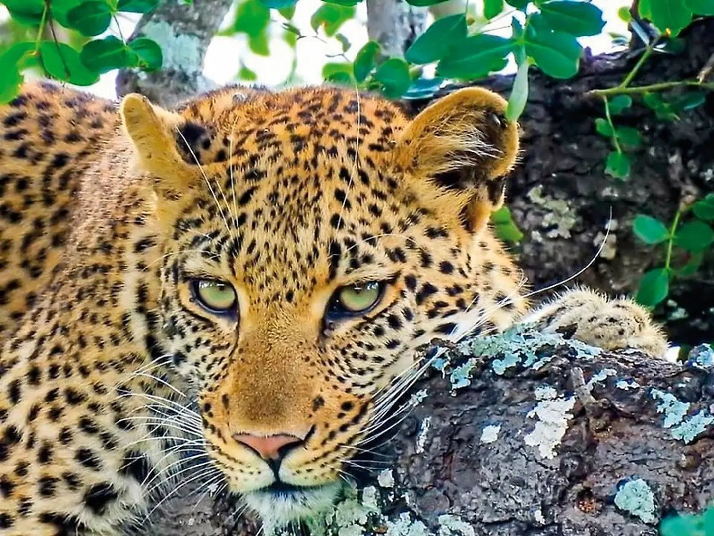 River Safari Lodge Tiere