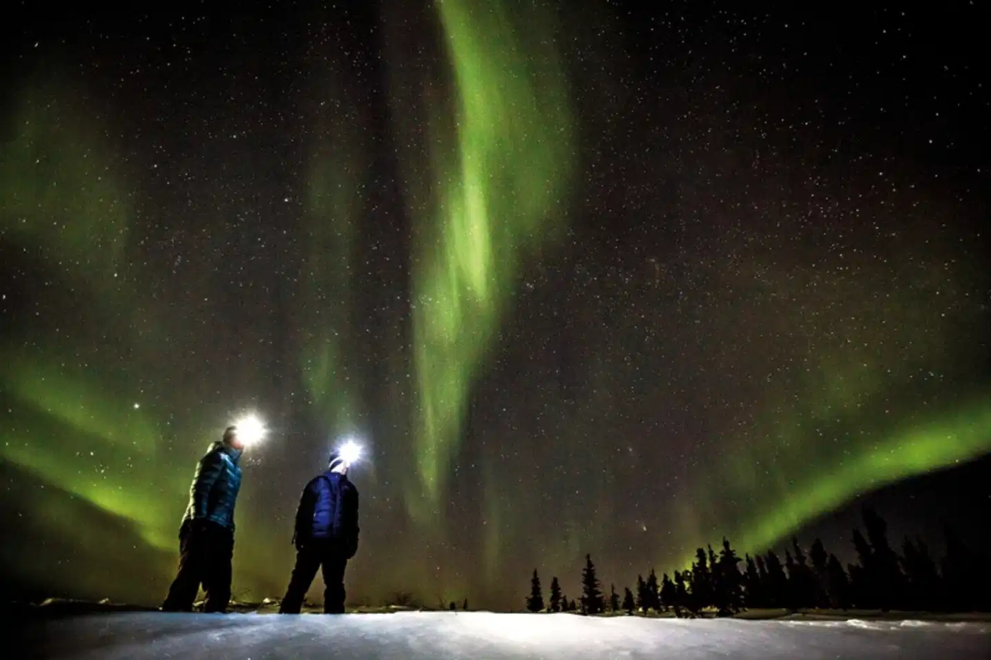 Die Nordlichter des Yukon Tiere