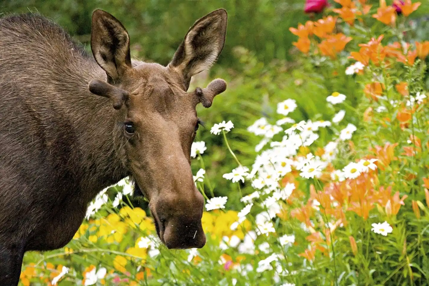 Best of Yukon & Alaska (ab/bis Whitehorse) Tiere