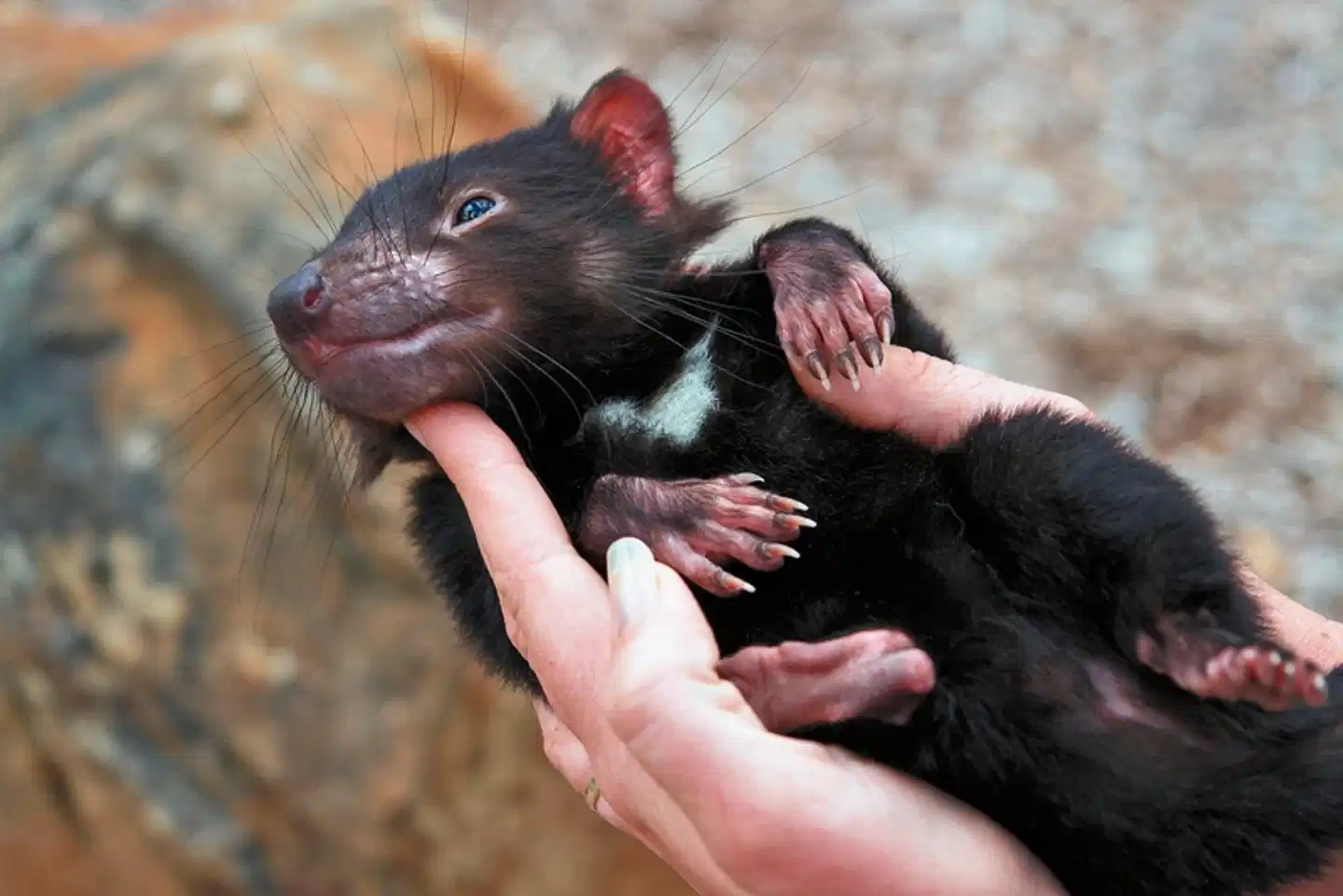La Tasmanie à votre rythme (11 nuits) Tiere