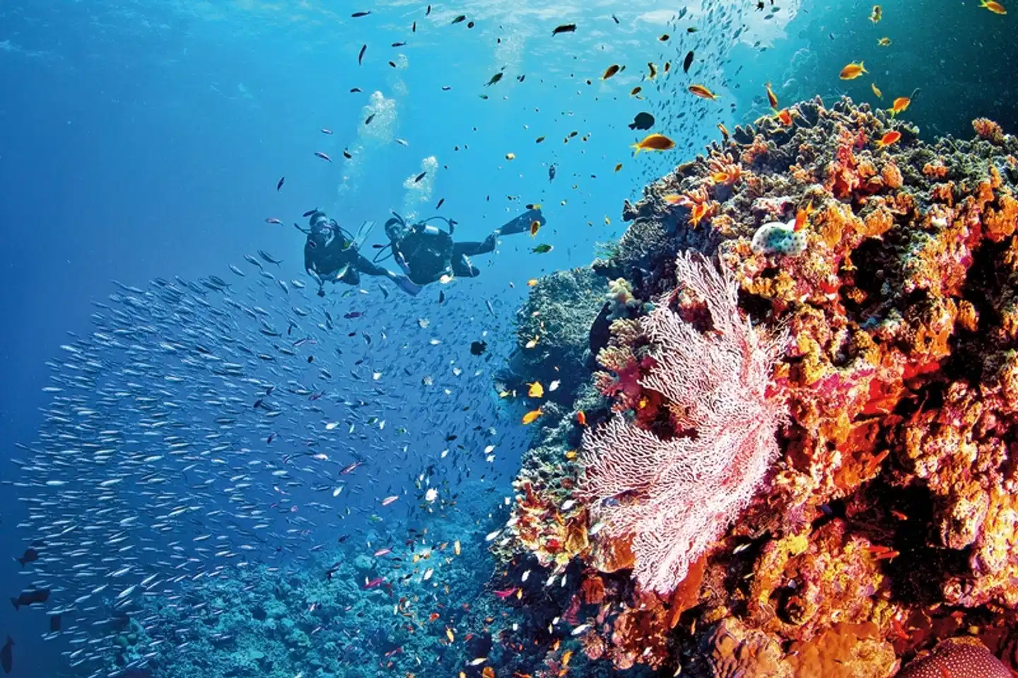 Höhepunkte Australiens (ab Sydney/bis Melbourne) Tiere