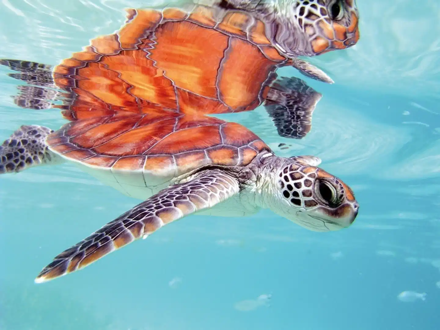 Französisch Polynesien von seiner schönsten Seite Tiere