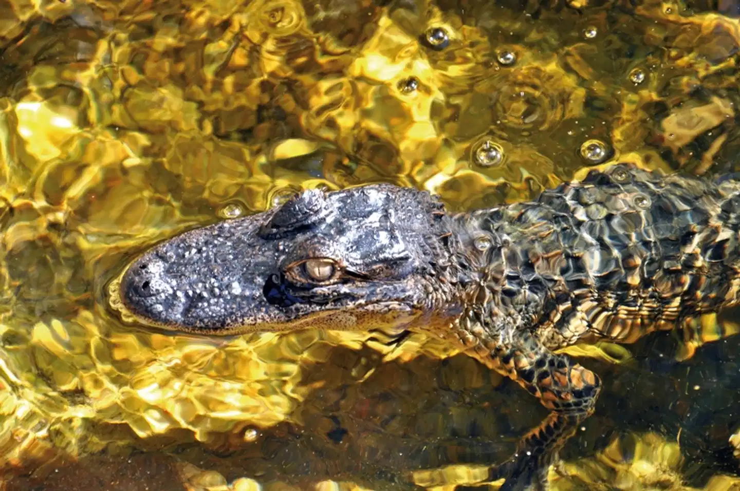 Sunshine State Tiere