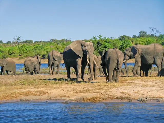 Namibias Höhepunkte & Viktoria Wasserfälle Tiere